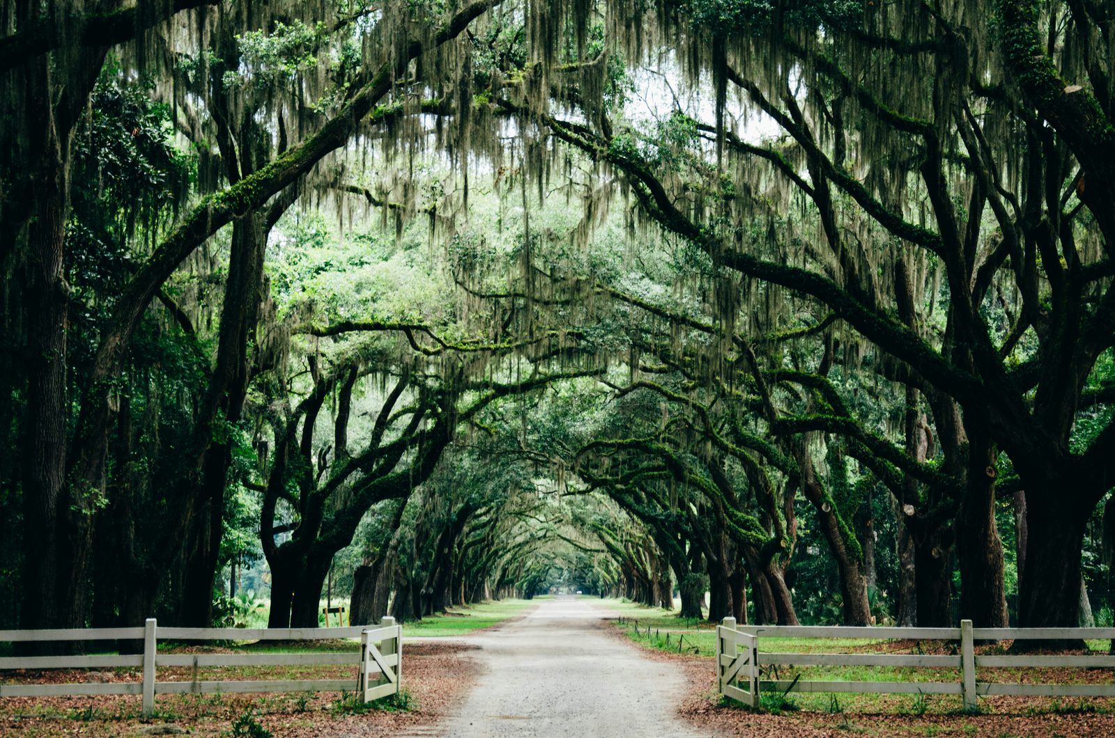 Von moosbehangenen Eichen gesäumte Allee bei Savannah, Georgia