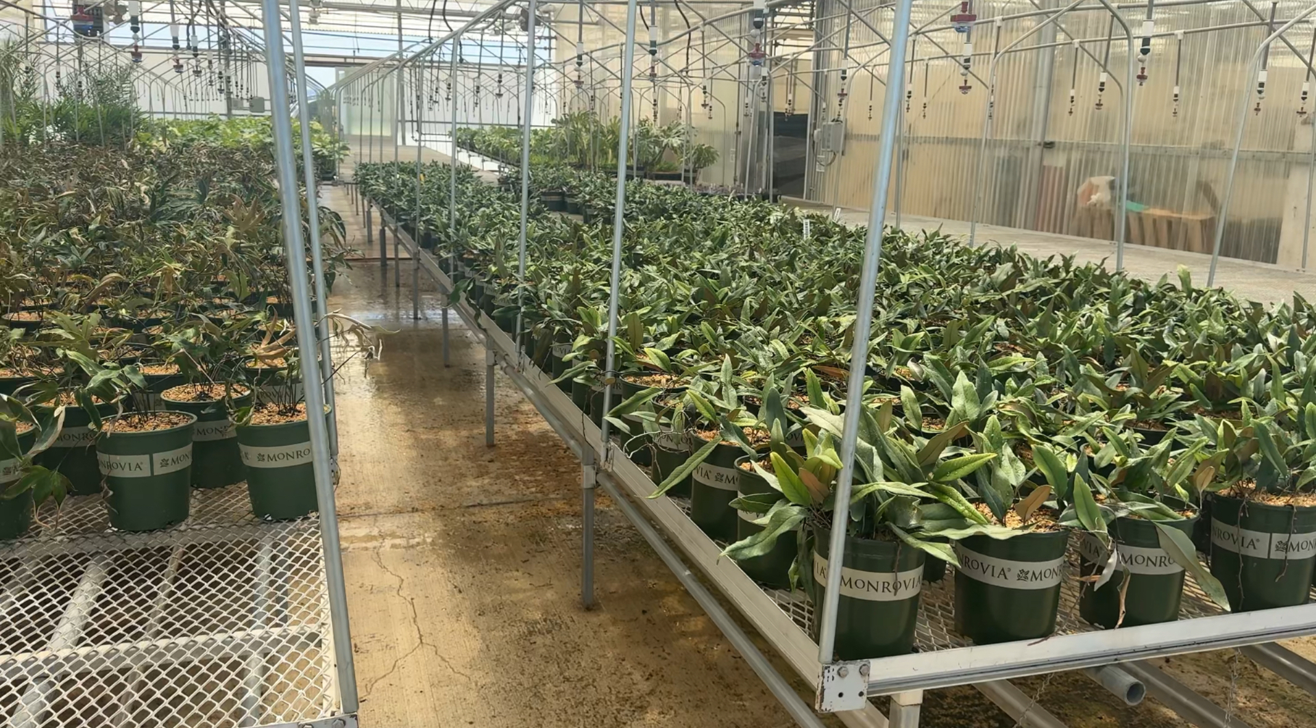 Modern agricultural greenhouse facility with organized plant production systems for USA agricultural study tours